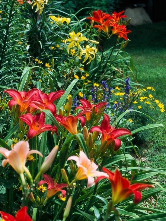 Лилейники в саду: ландшафтные хитрости, сочетание с другими растениями, фото